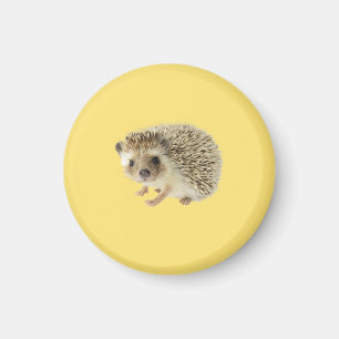 Imán Hedgehog