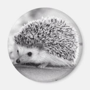 Imán Hedgehog