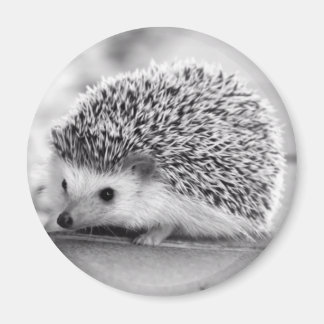Imán Hedgehog