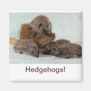 Imán Hedgehog
