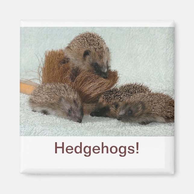 Imán Hedgehog (Frente)