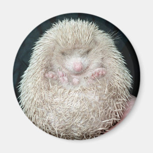 Imán Hedgehog