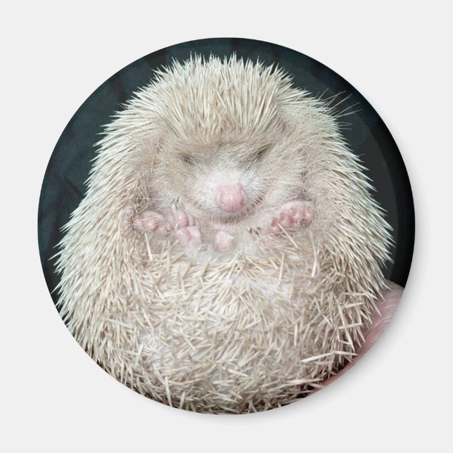 Imán Hedgehog (Frente)