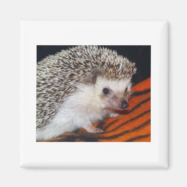 Imán Hedgehog (Frente)
