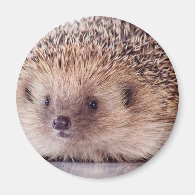 Imán Hedgehog, (Frente)