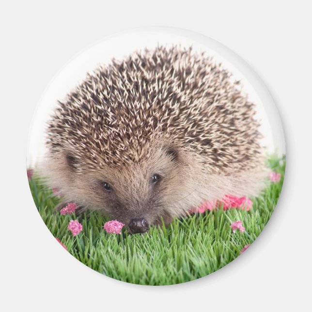 Imán hedgehog, (Frente)
