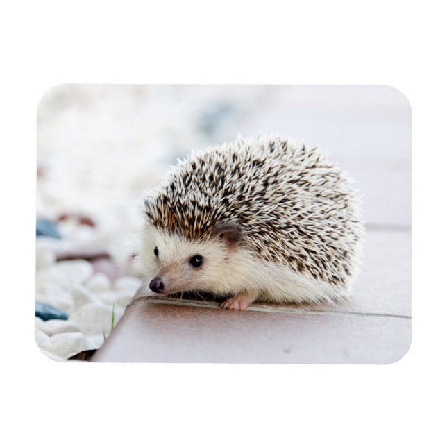 Imán Hedgehog Baby (Horizontal)