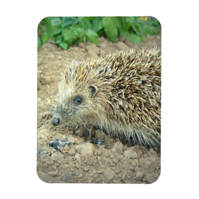 Imán Hedgehog Care Premium Magnet (Vertical)