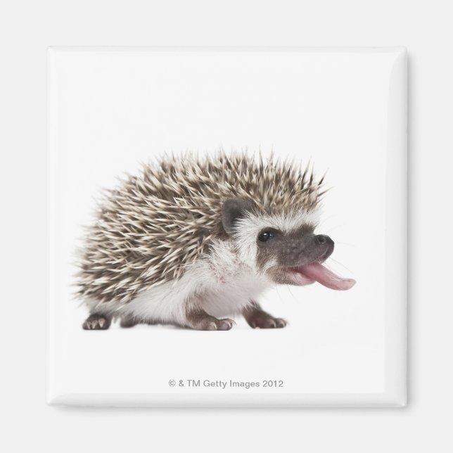 Imán Hedgehog de cuatro dedos - Atelerix albiventris (Frente)