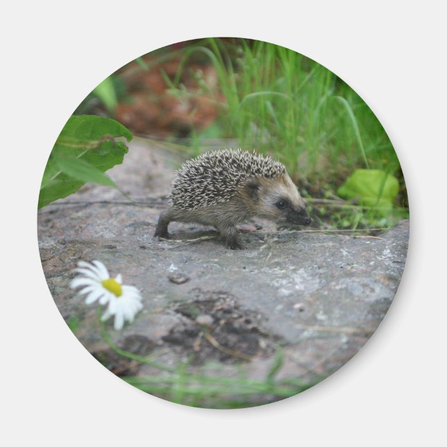Imán Hedgehog imnet - personalizable (Frente)