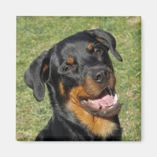 Imán Heidi Cute Rottweiler Magnet