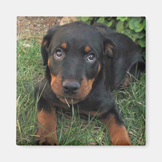 Imán Heidi Guilt Puppy Magnet (Frente)