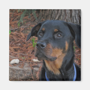Imán Heidi Rottweiler Magnet