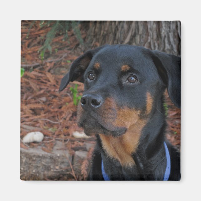 Imán Heidi Rottweiler Magnet (Frente)