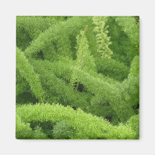 Imán Helecho cola de zorro, Asparagus densiflorus myers