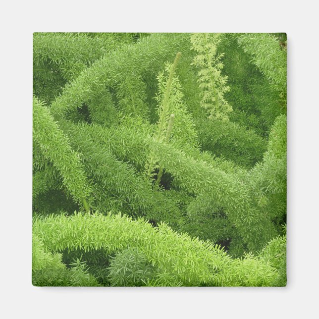 Imán Helecho cola de zorro, Asparagus densiflorus myers (Frente)
