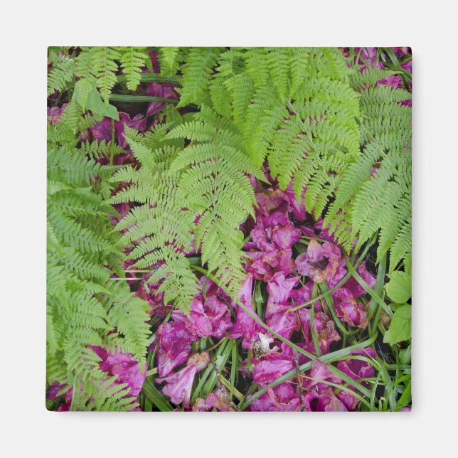 Imán Helechos del bosque con pétalos de flores rosas en (Frente)