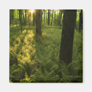 Imán Helechos en el bosque en Grafton, Massachusetts.
