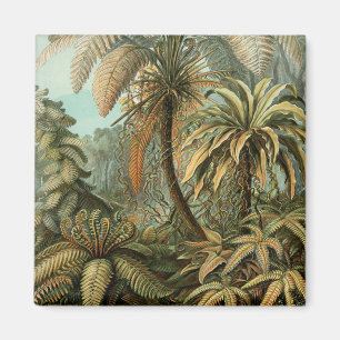 Imán Helechos Palma Árbol Antiguo Arte Botánico Helecho