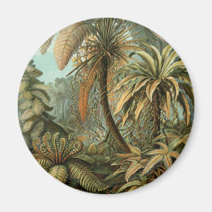 Imán Helechos Palma Árbol Antiguo Arte Botánico Helecho