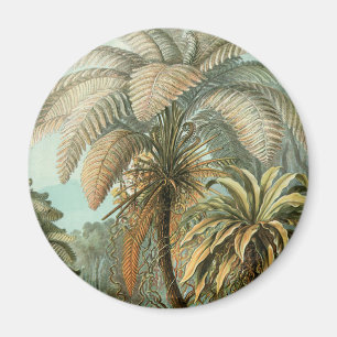 Imán Helechos Palma Árbol Antiguo Arte Botánico Helecho