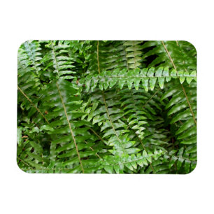 Imán Helechos verdes de la naturaleza
