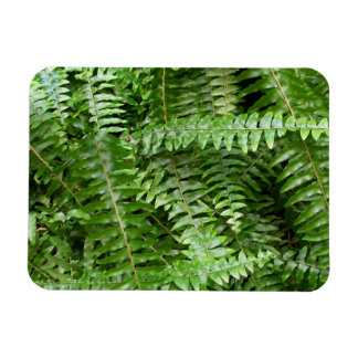 Imán Helechos verdes de la naturaleza
