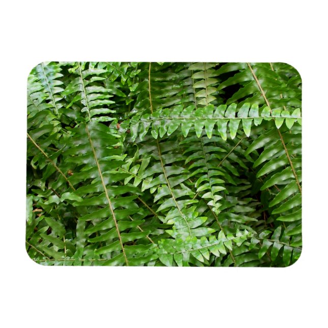 Imán Helechos verdes de la naturaleza (Horizontal)