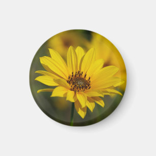 Imán Helenio de la margarita amarilla