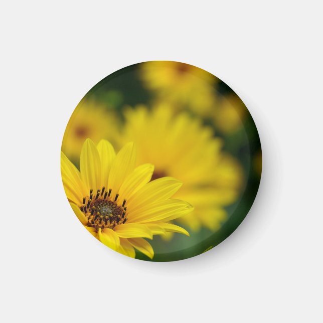 Imán Helenio de la margarita amarilla (Frente)