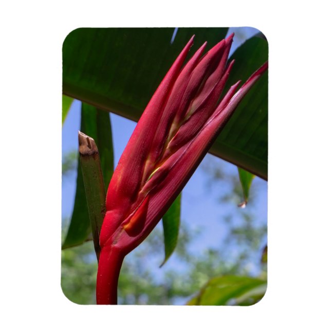 Imán Heliconia Lobster Claw Magnet (Vertical)