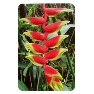 Imán Heliconia rostrata Flower Flexible Photo Magnet