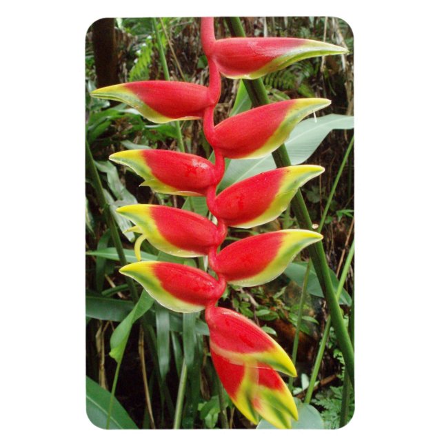 Imán Heliconia rostrata Flower Flexible Photo Magnet (Vertical)