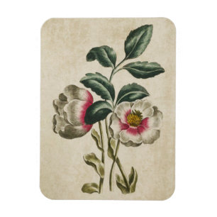 Imán Hellebore Floral Botánica Vintage Magent