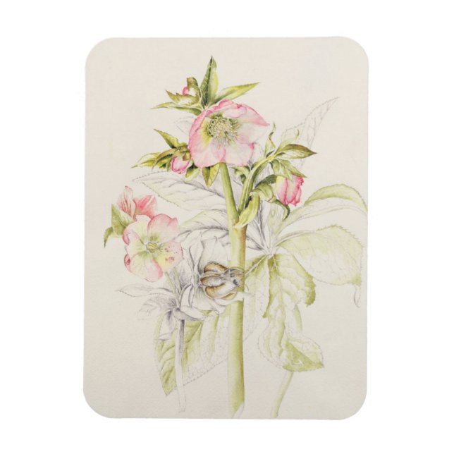 Imán Hellebores (Vertical)