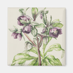 Imán Helleborus Orientalis de Helen Ballard