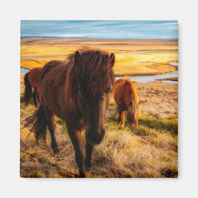 Imán Hello Horse Magnet (Frente)