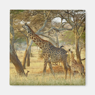 Imán Hembra adulta y jirafa juvenil, Giraffa