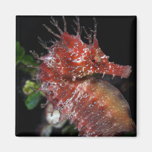 Imán Hembra Begur del potro del Seahorse el  