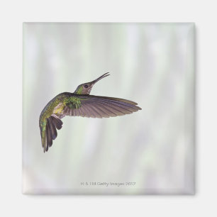 Imán hembra brillante Verde-coronada del jacula de