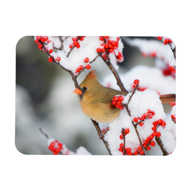 Imán hembra de cardenal norteño en Common Winterberry (Horizontal)