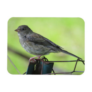 Imán Hembra Sparrow Magnet