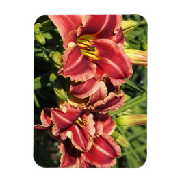 Imán Hemerocallis
