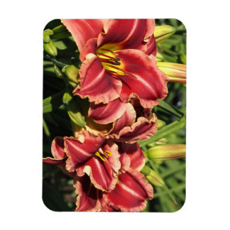 Imán Hemerocallis
