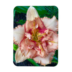Imán Hemerocallis, 'Majorca Isle'