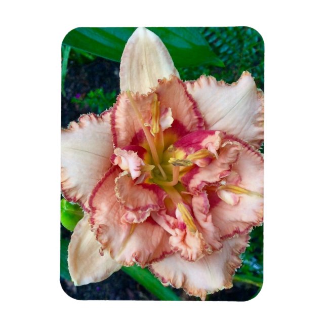 Imán Hemerocallis, 'Majorca Isle' (Vertical)