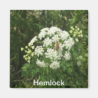 Imán Hemlock Magnet