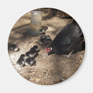 Imán Hen Y Baby Chicks Magnet