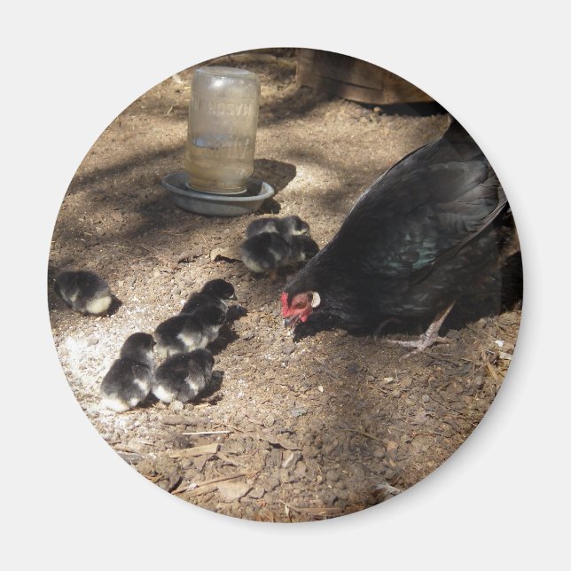 Imán Hen Y Baby Chicks Magnet (Frente)