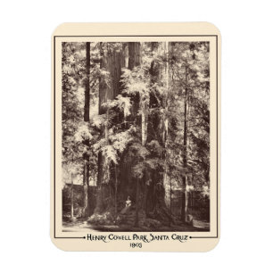 Imán Henry Cowell Park, Santa Cruz, California, 1903